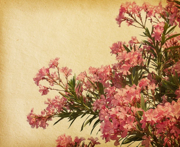 Roze bloemen van oleander — Stockfoto