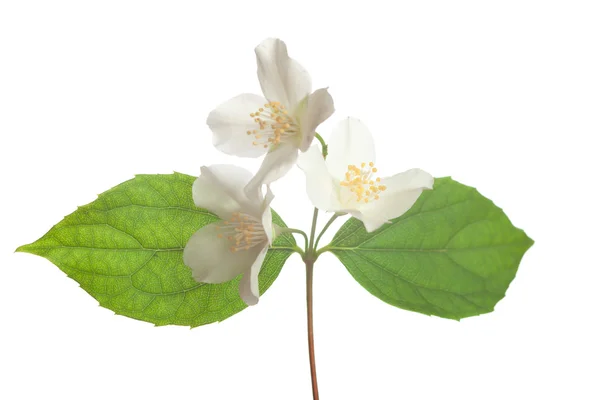 Jasmine Blossom — Stockfoto