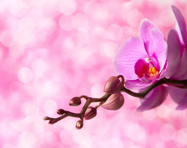 Roze orchid — Stockfoto