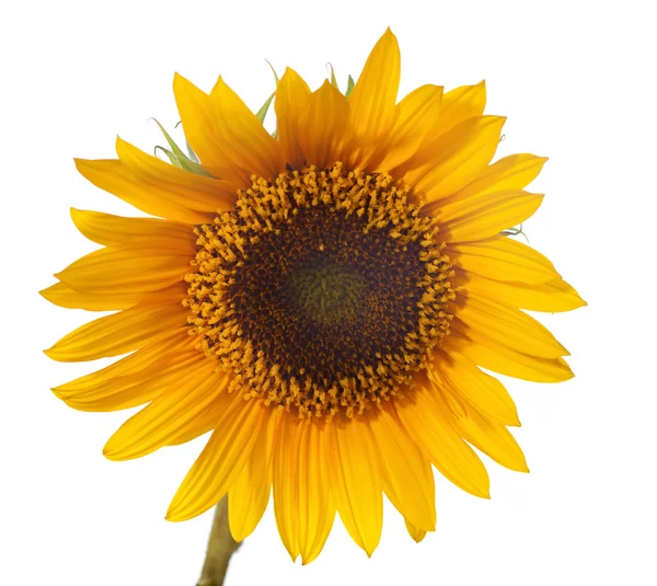 Sunflower — Stock Photo, Image