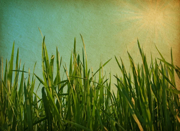 Green  grass — Stock Photo, Image