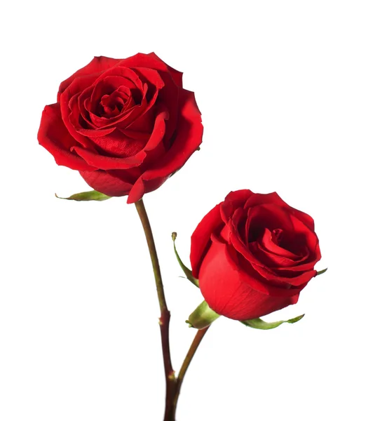 Due rose rosse — Foto Stock