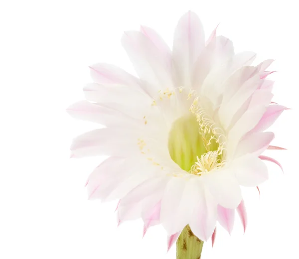 Kaktüs çiçek — Stok fotoğraf