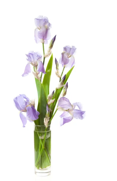 Buchet de primăvară purpuriu Iris — Fotografie, imagine de stoc