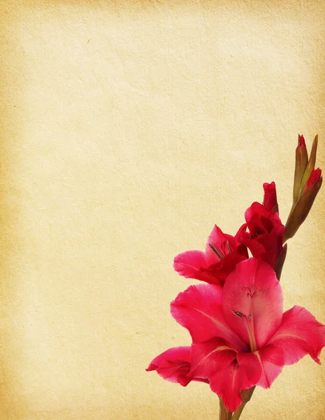 Vintage paper with pink gladiolus — Stock Photo, Image