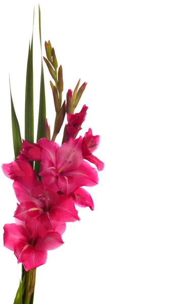 Rosa gladiolus — Stockfoto