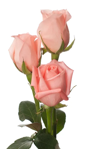Trzy róże różowy — Zdjęcie stockowe
