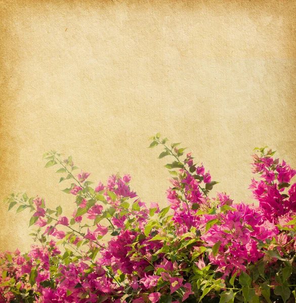 Bougainvillea rosa — Fotografia de Stock