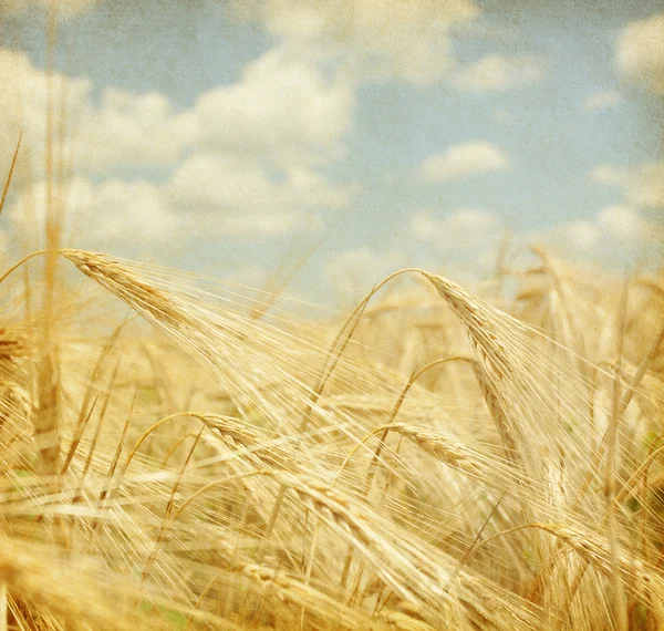 Campo de trigo. —  Fotos de Stock