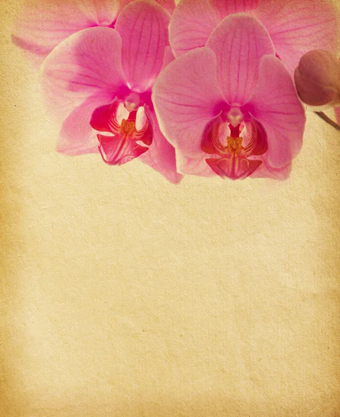 Старая бумага с орхидеей — стоковое фото