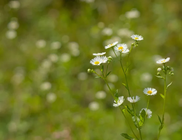 Chamomile — Stock Photo, Image