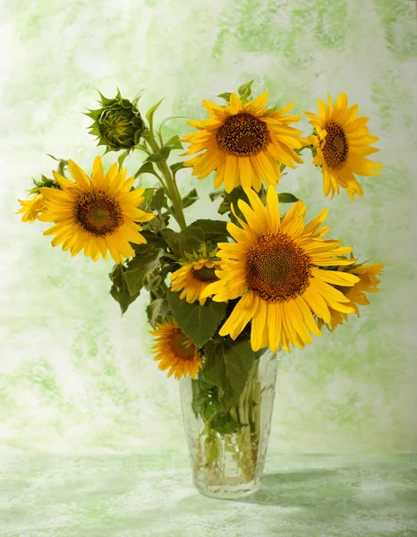 Sunflowers — Stock Photo, Image