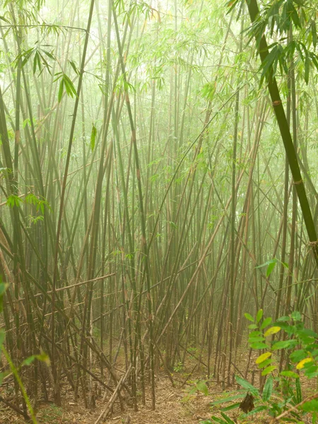 Ground road in jungle near Umphang,Thailand — Stock Photo, Image