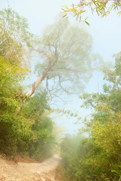 Misty morning in jungle near Umphang,Thailand. — Stock Photo, Image