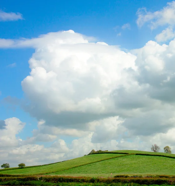 Hill with trees — Stock Photo, Image