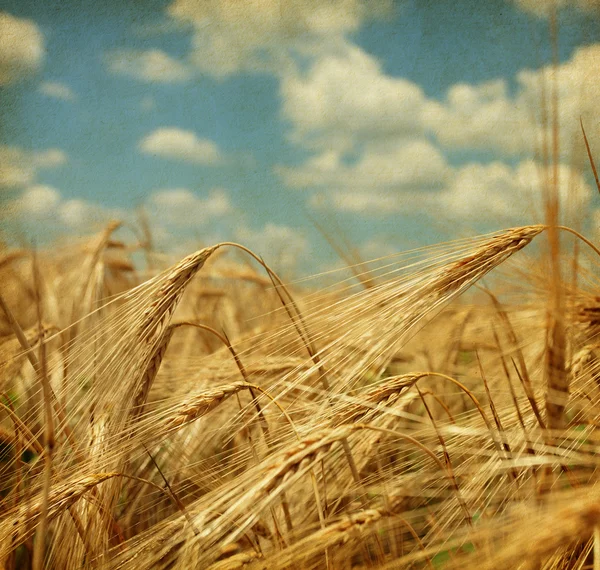 Weizenfeld. — Stockfoto