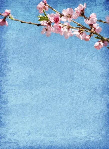 Grunge paper with peach blossom — Stock Photo, Image