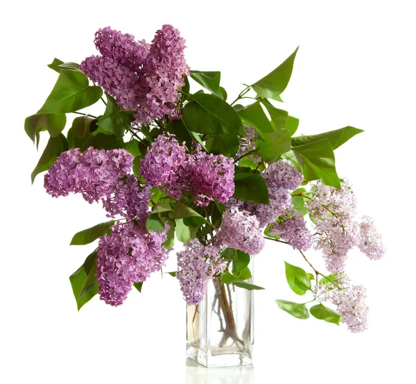 Purple Lilac — Stock Photo, Image