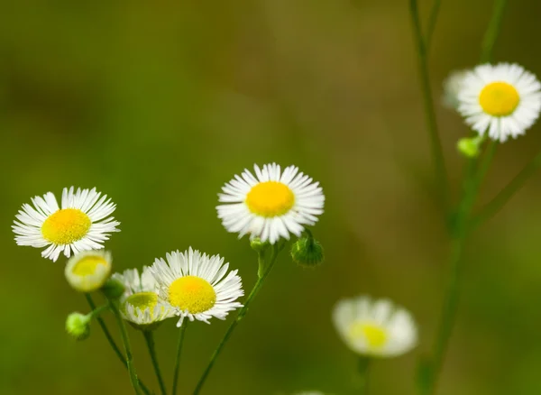 Chamomile — Stock Photo, Image