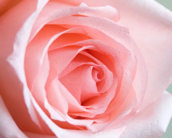 Pale rose — Stock Photo, Image