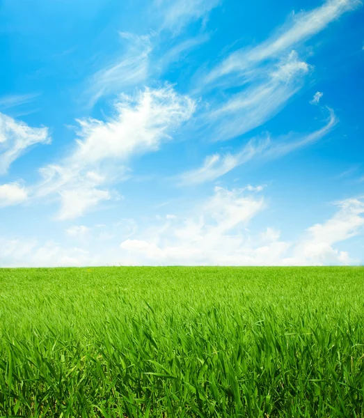 Green spring field — Stock Photo, Image