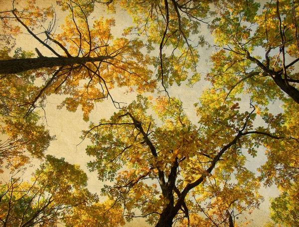 Herfst bomen — Stockfoto