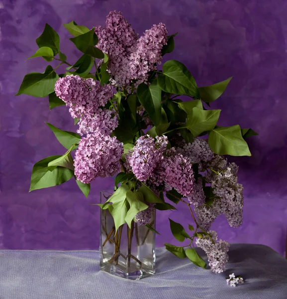 Bouquet of  purple Lilac — Stock Photo, Image