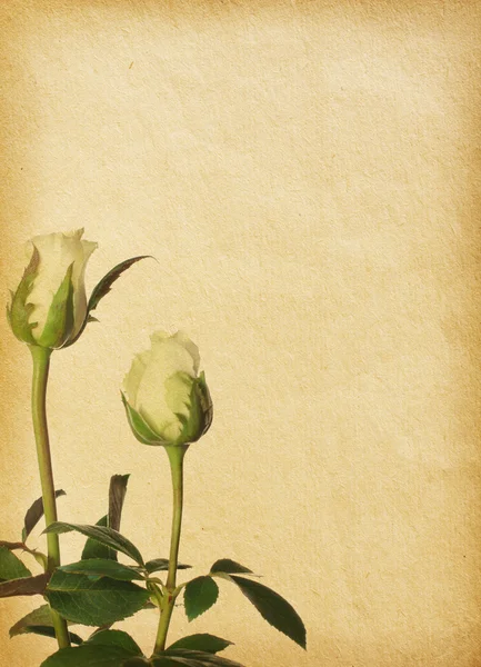 Starý papír se dvěma růže — Stock fotografie