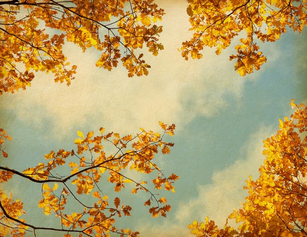 Autumn leaves on the sky background — Stock Photo, Image