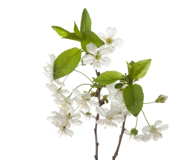Cherry in blossom — Stock Photo, Image