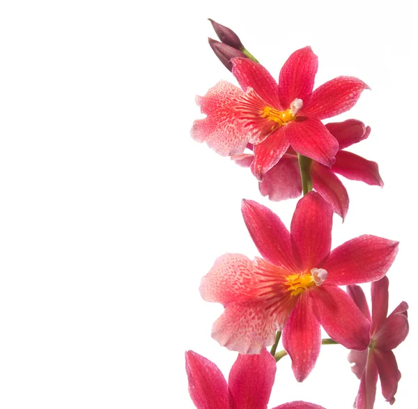 Rote Orchidee — Stockfoto