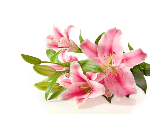 Pink lilies — Stock Photo, Image