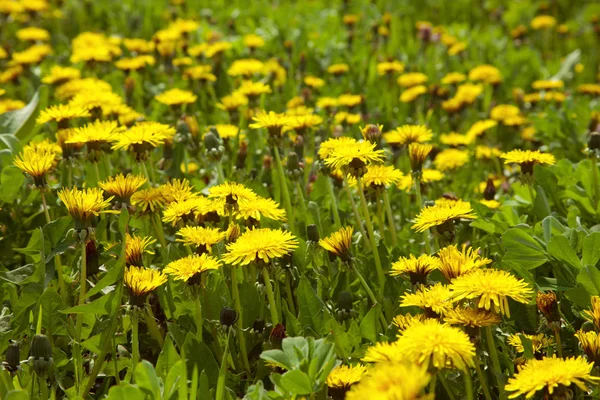 Field of dandelions — Stock Photo, Image