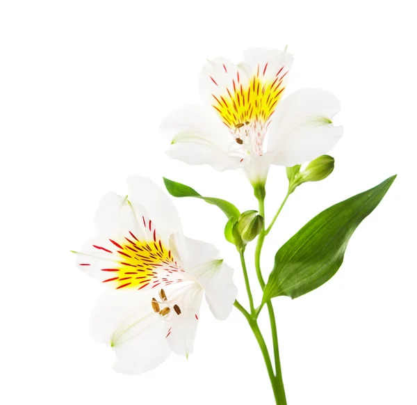 अलस्ट्रोमेरिया फुले — स्टॉक फोटो, इमेज