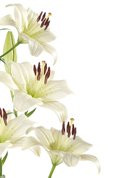 White lily — Stock Photo, Image