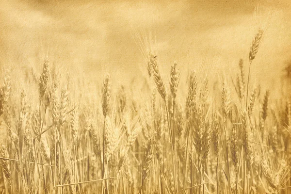 Field of wheat — Stock Photo, Image