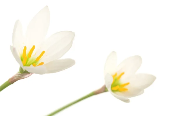 Białe lilie — Zdjęcie stockowe