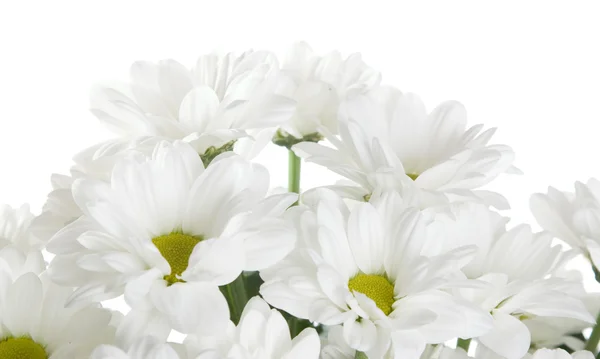 White Chrysanthemum — Stock Photo, Image