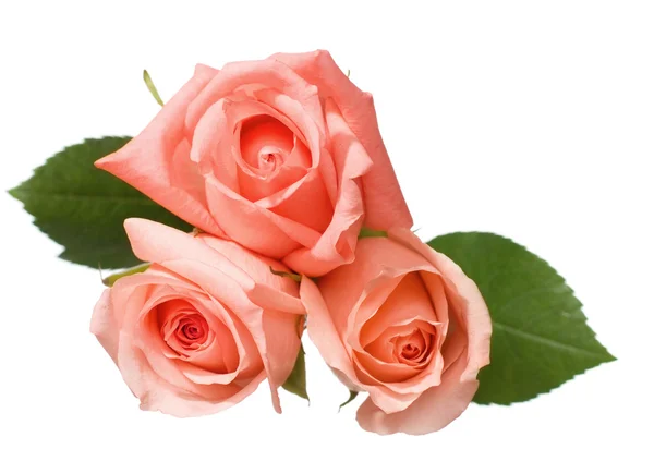 Три бледные розы — стоковое фото