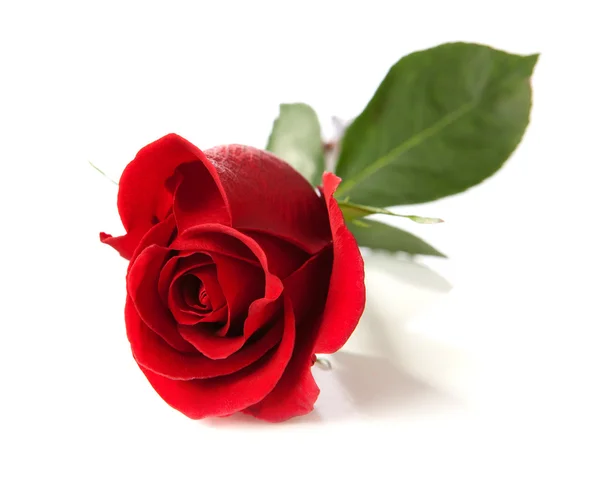 Red rose — Stock Photo, Image