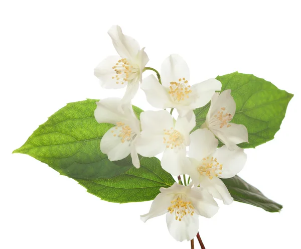 Jasmine blossom — Stock Photo, Image