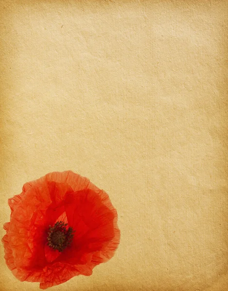 Textures florales en papier — Photo