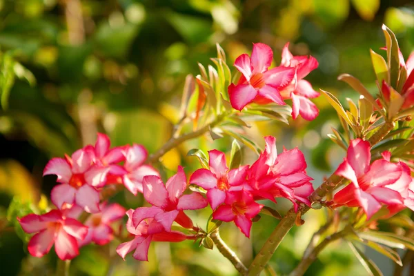 Desert Rose in Thailand. Adenium — Stock Photo, Image