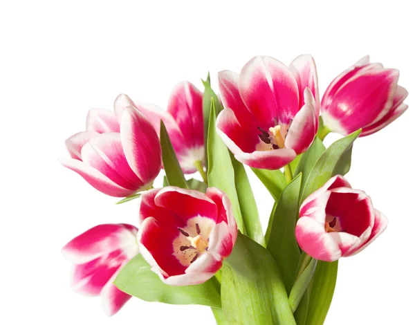 Pink and white tulips — Stock Photo, Image