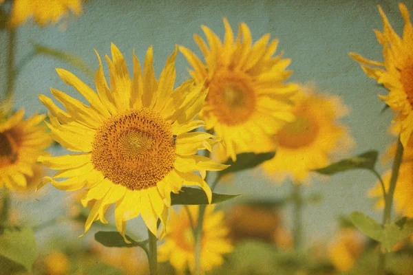 Mooie zonnebloemen — Stockfoto