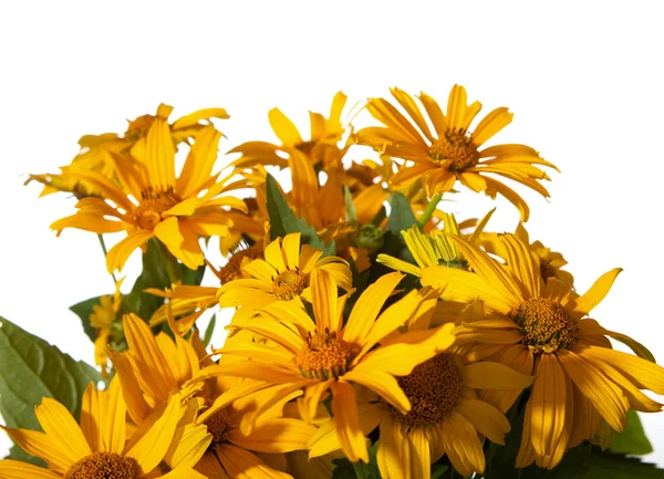 Flor de opinambur — Foto de Stock