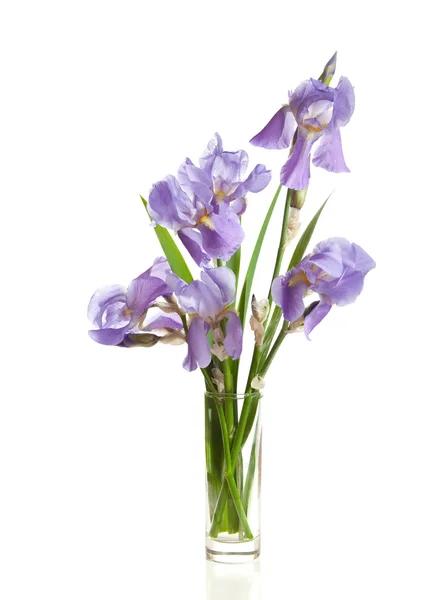 Buchet de primăvară violet Irises — Fotografie, imagine de stoc