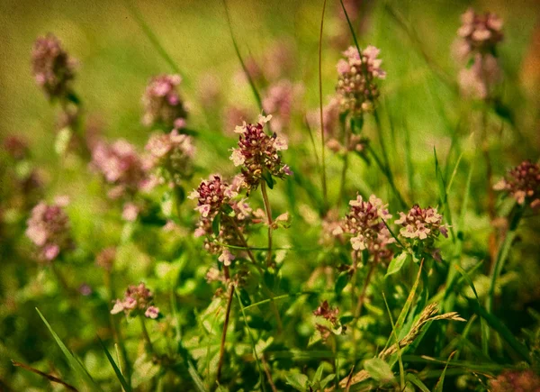 Texture di carta floreale vintage. Timo — Foto Stock