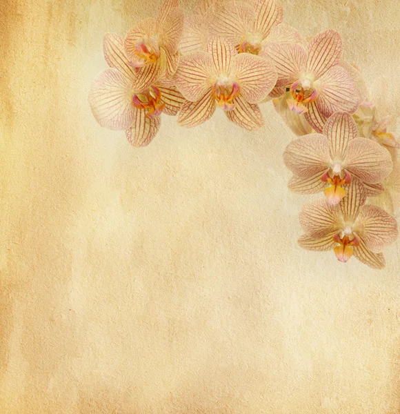 Vintage papier met orchidee — Stockfoto