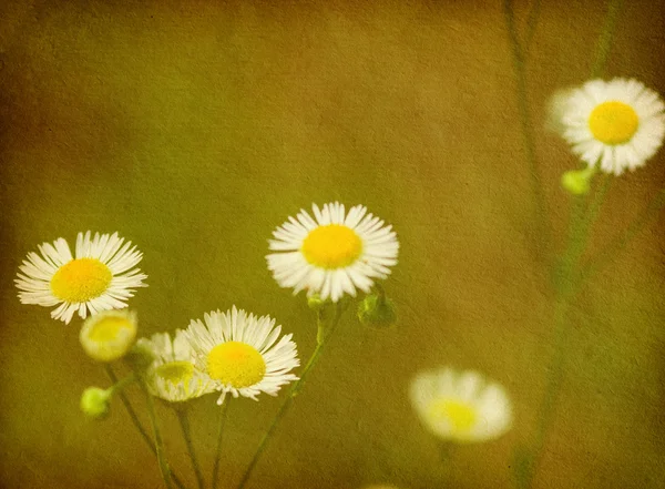 Vintage floral paper textures. — Stock Photo, Image